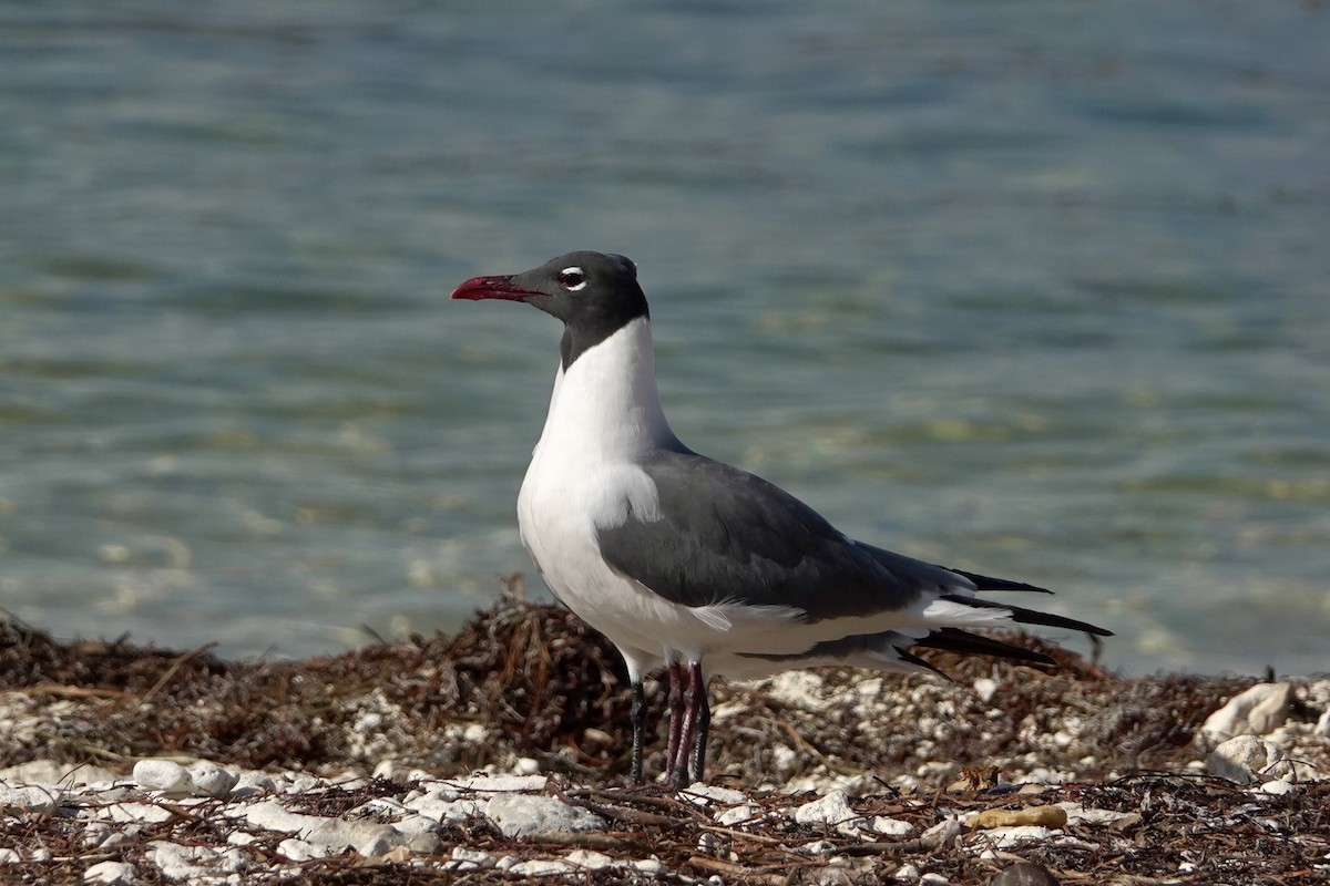 Laughing Gull - ML562279661