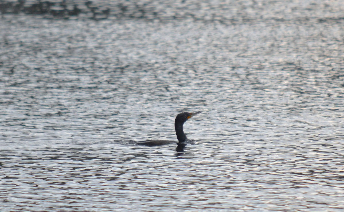 Double-crested Cormorant - ML562280301