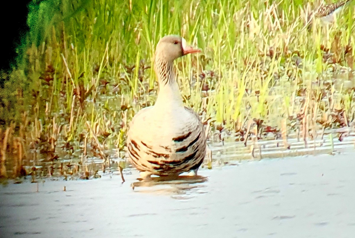 Greater White-fronted Goose - ML562281871