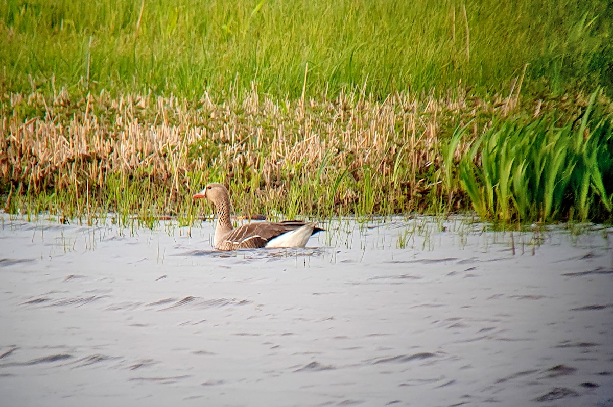 Greater White-fronted Goose - ML562281881
