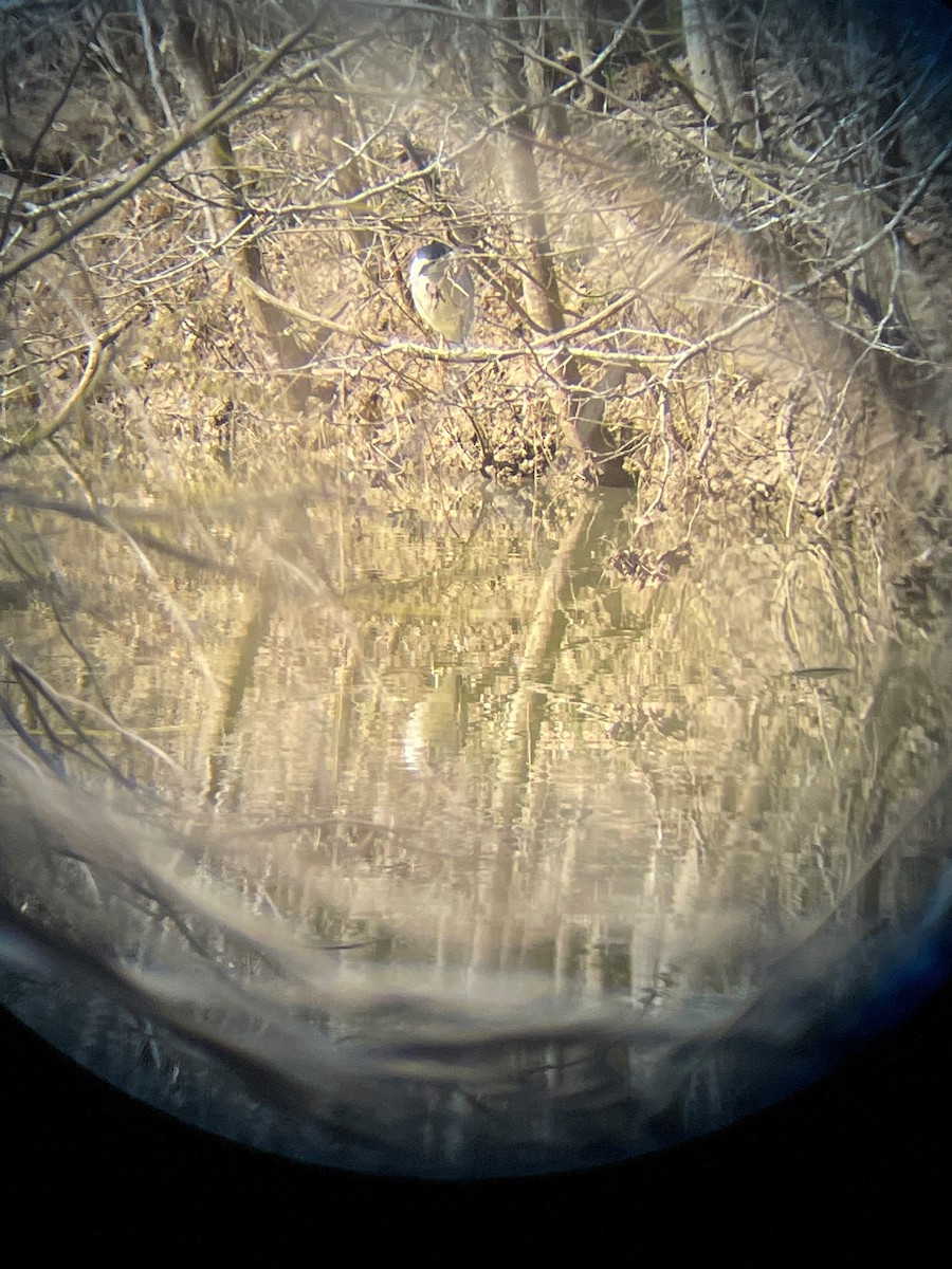 Black-crowned Night Heron (American) - ML562282111
