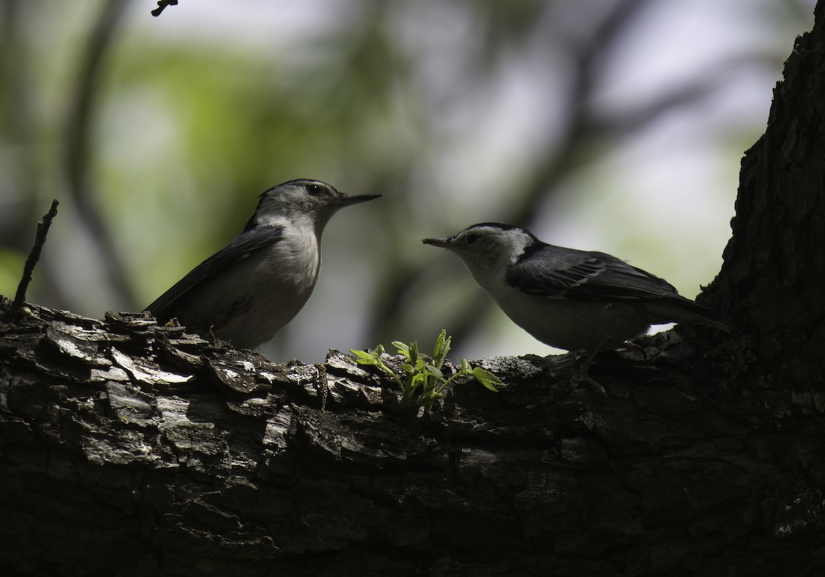 White-breasted Nuthatch - ML562283121