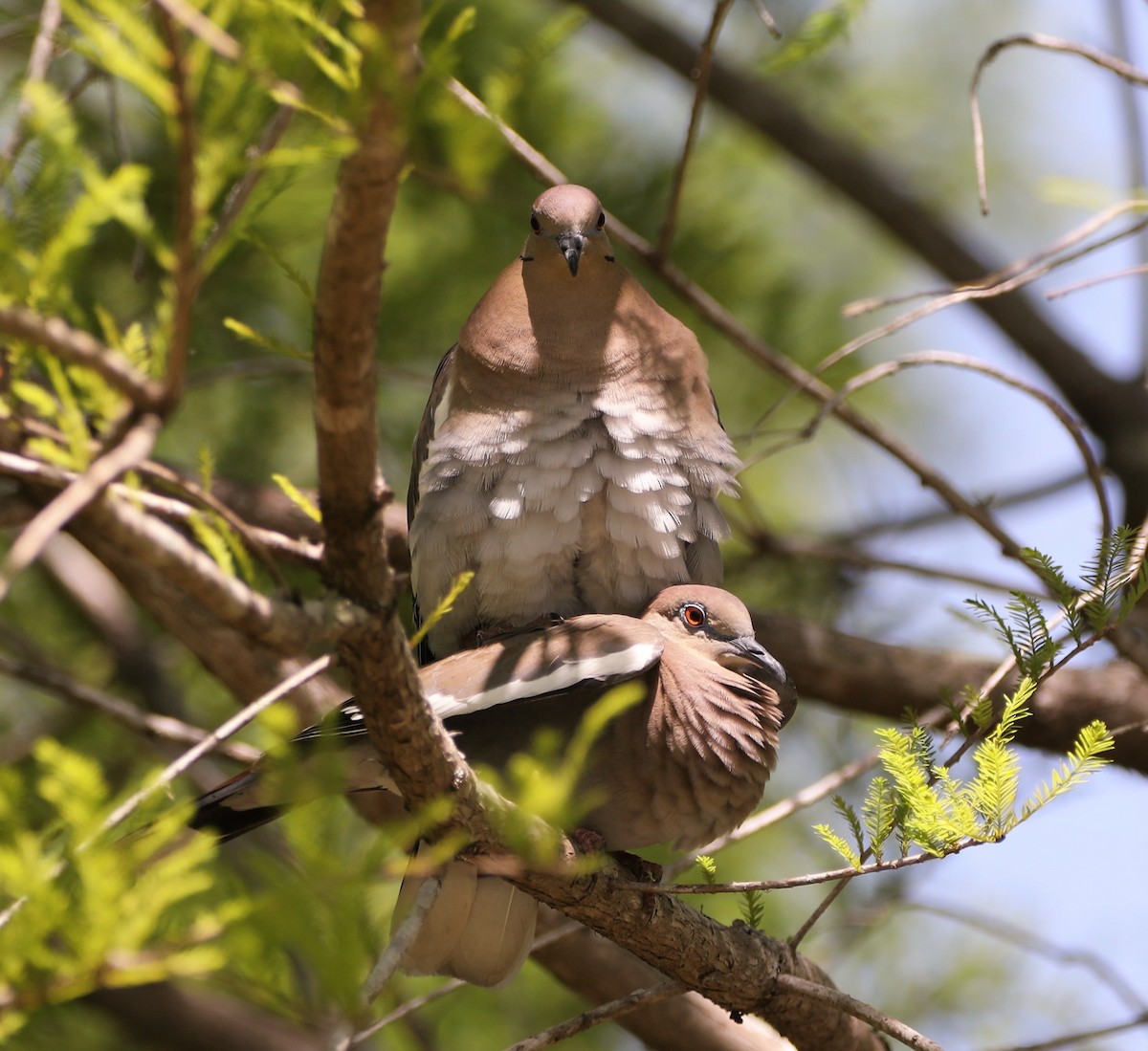 White-winged Dove - ML562284861