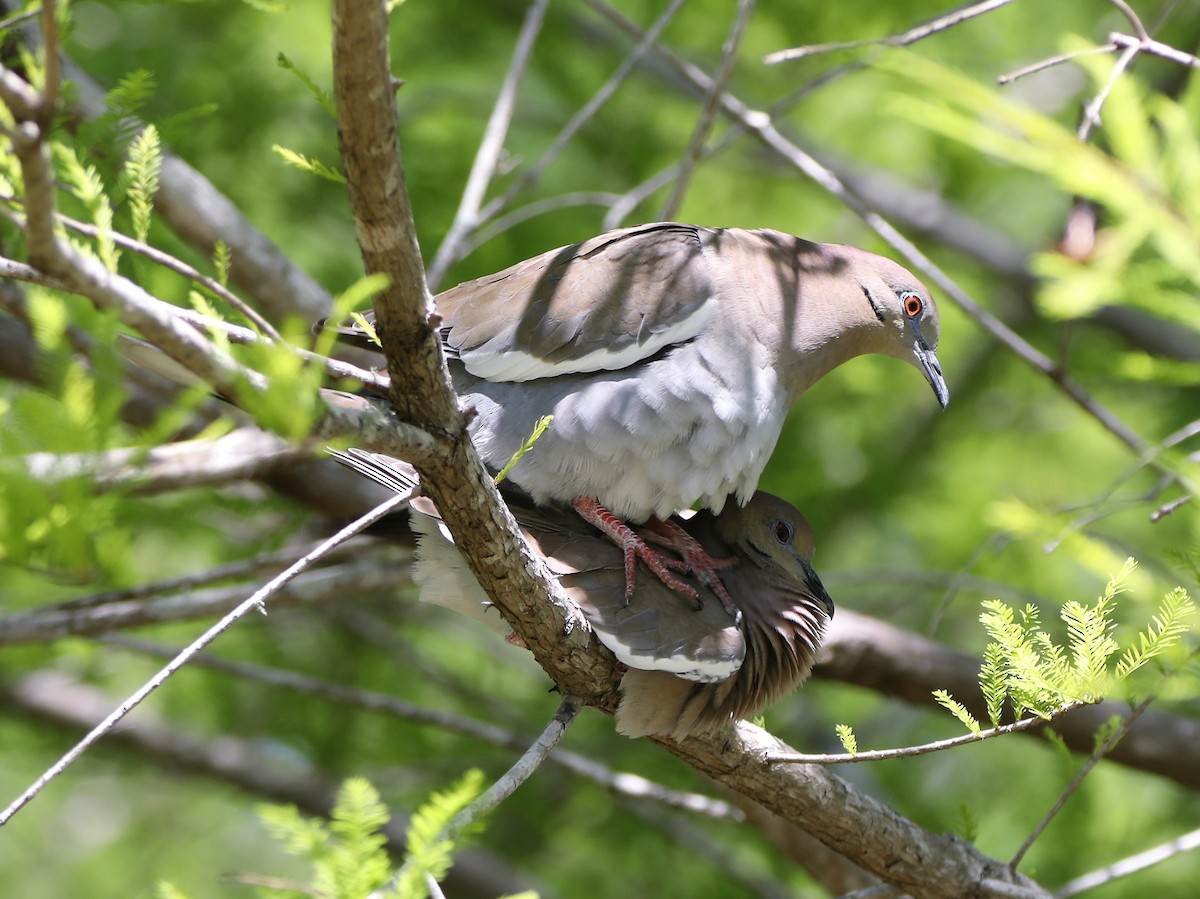 White-winged Dove - ML562284871