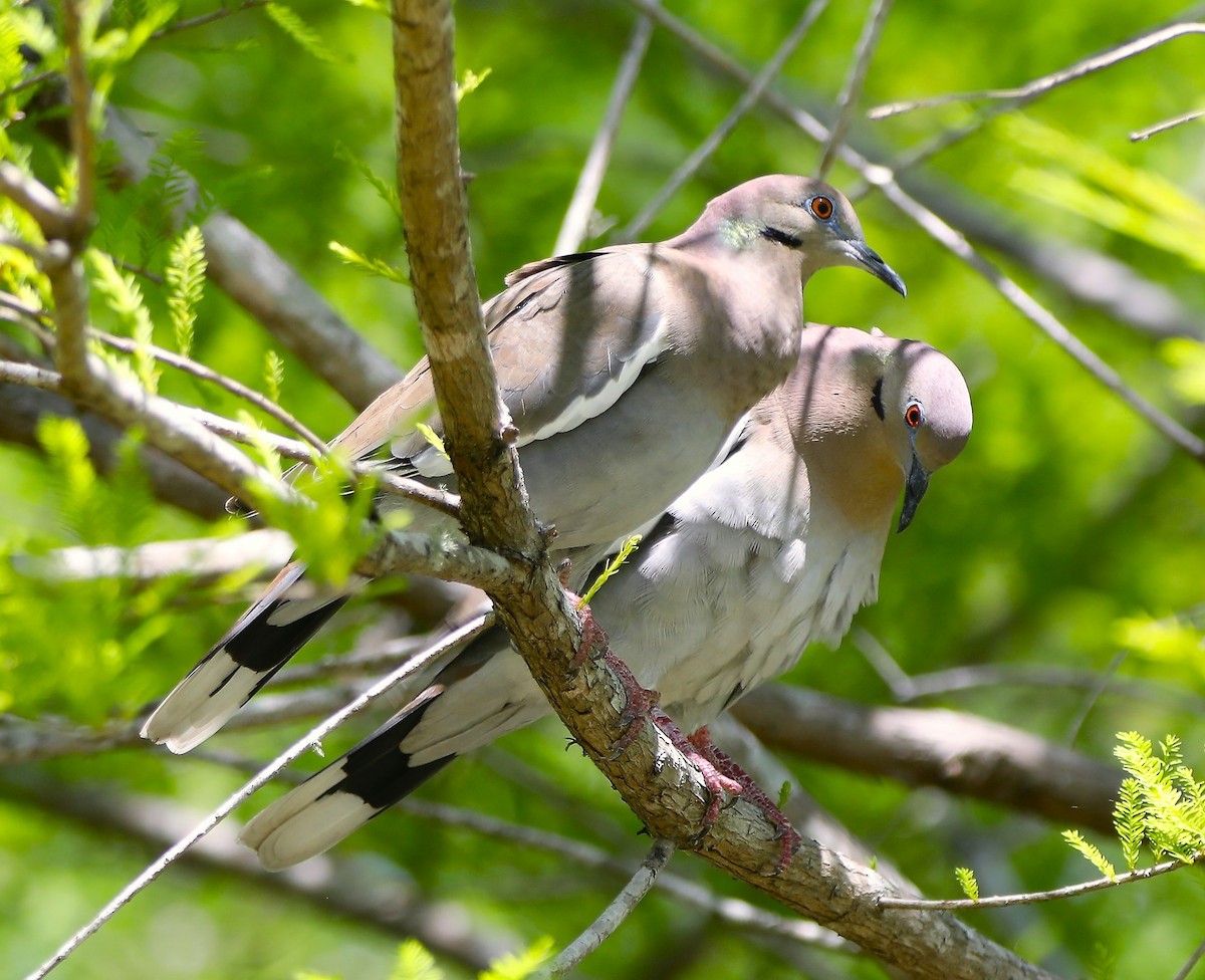 White-winged Dove - ML562284881