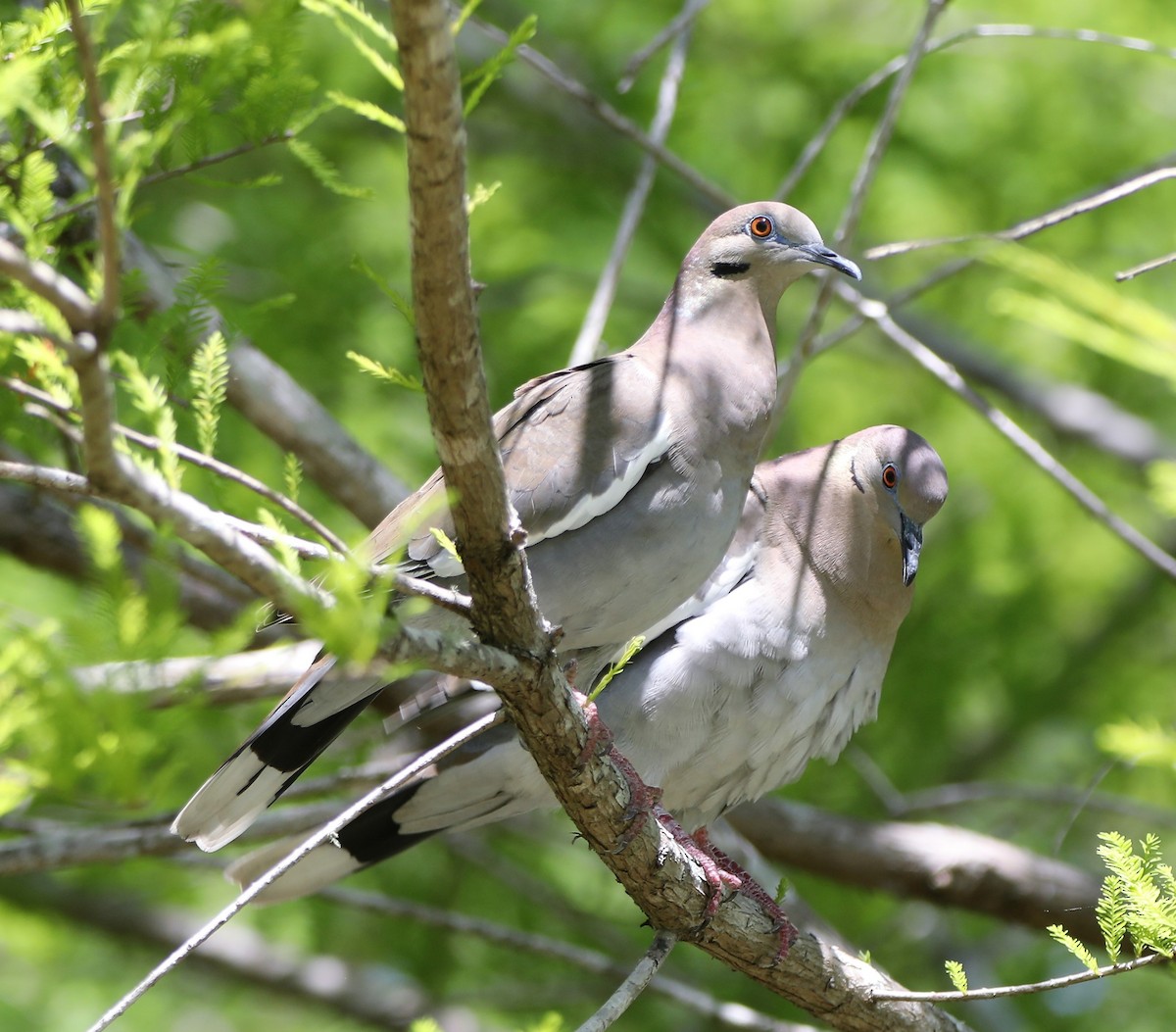 White-winged Dove - Glenn Blaser