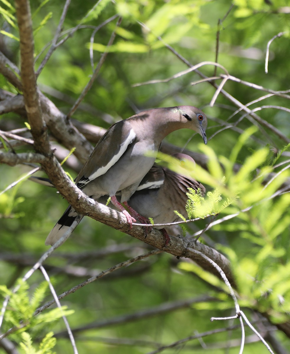 White-winged Dove - ML562284911