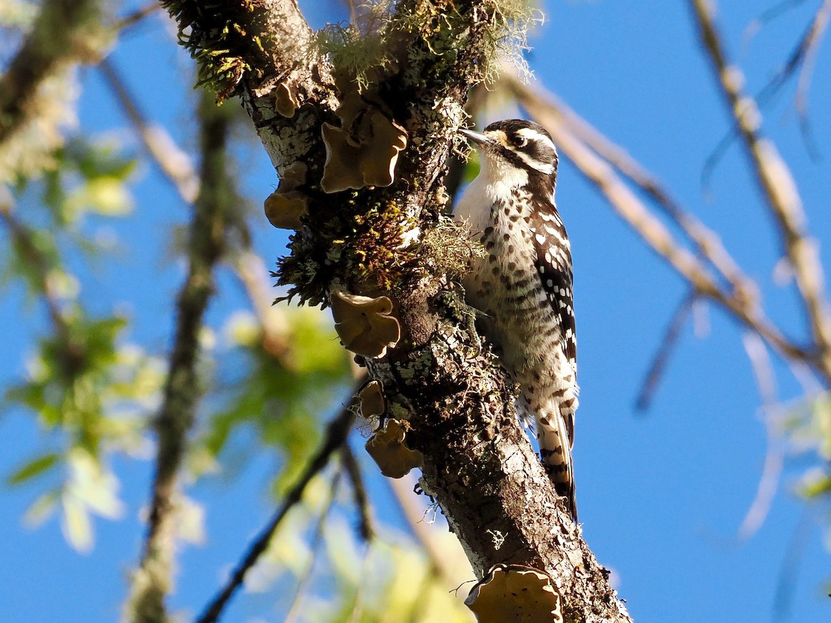 Nuttall's Woodpecker - ML562285541