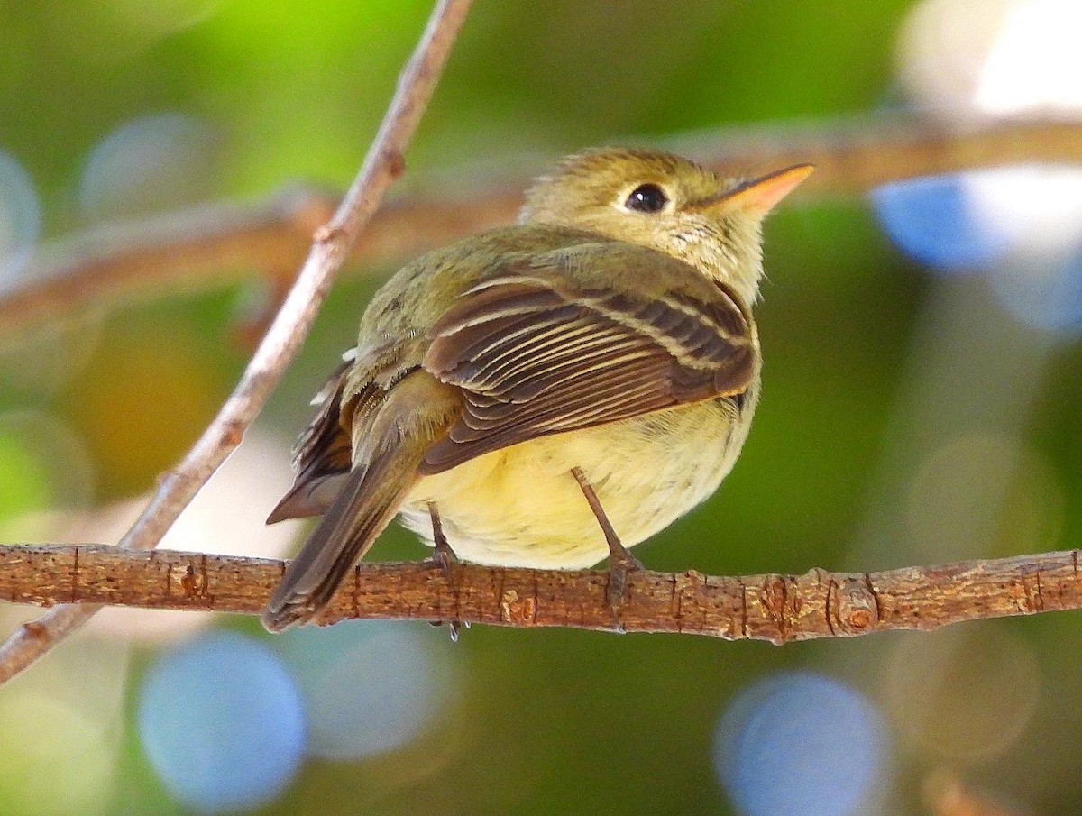 Western Flycatcher (Pacific-slope) - Nick & Jane