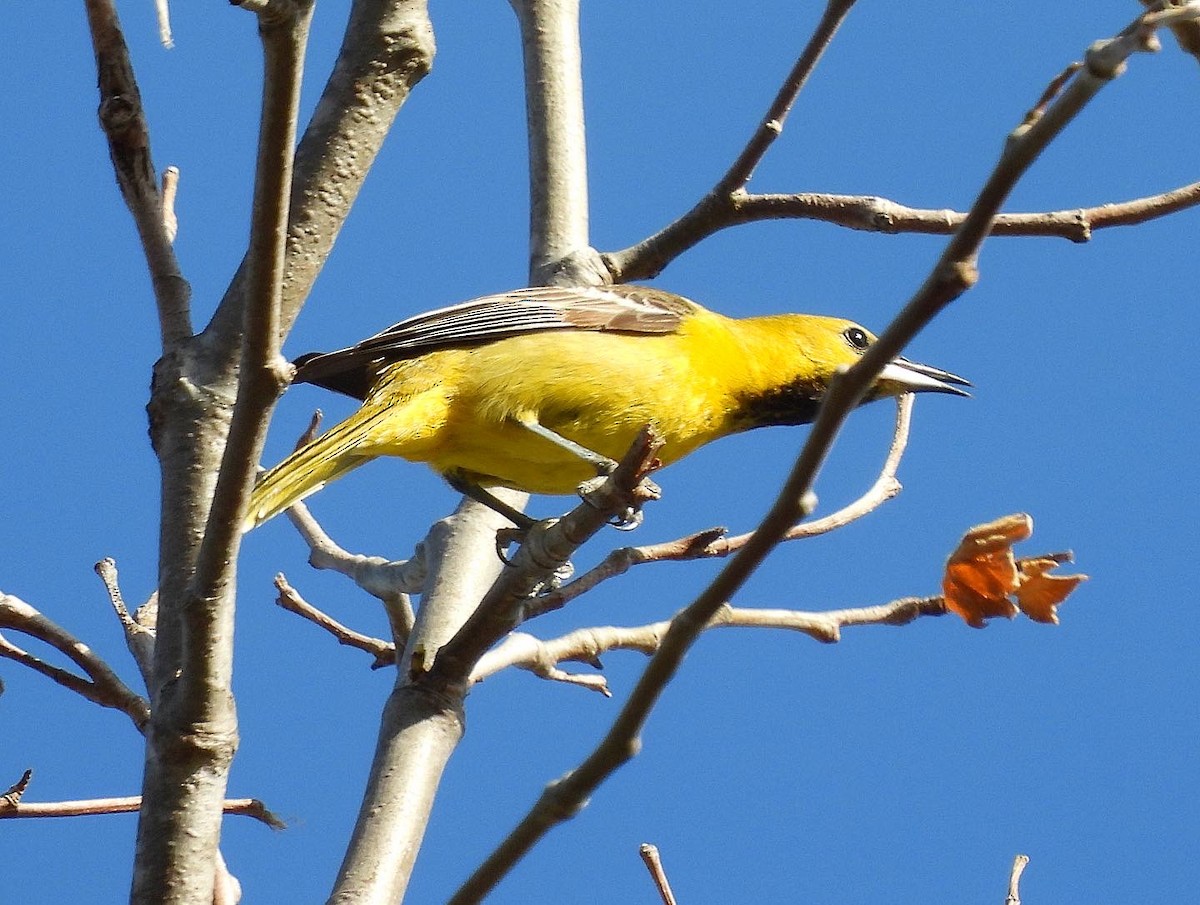 Hooded Oriole - Nick & Jane