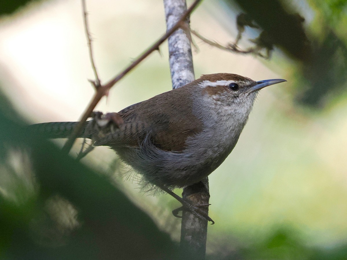 Bewick's Wren - ML562286921