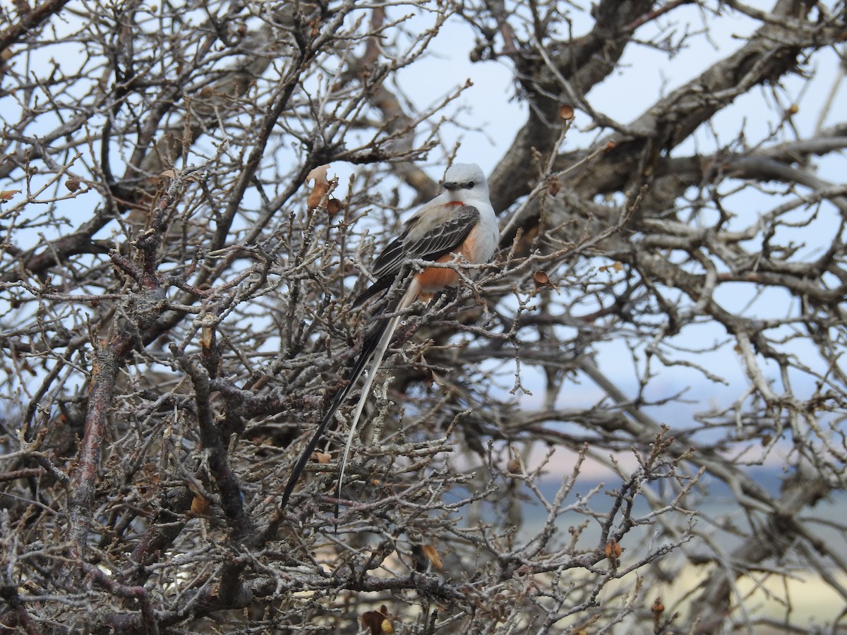 Scissor-tailed Flycatcher - ML562287211