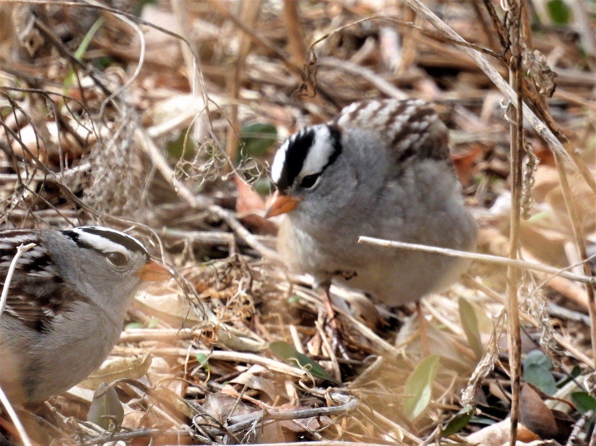 White-crowned Sparrow - ML562288331