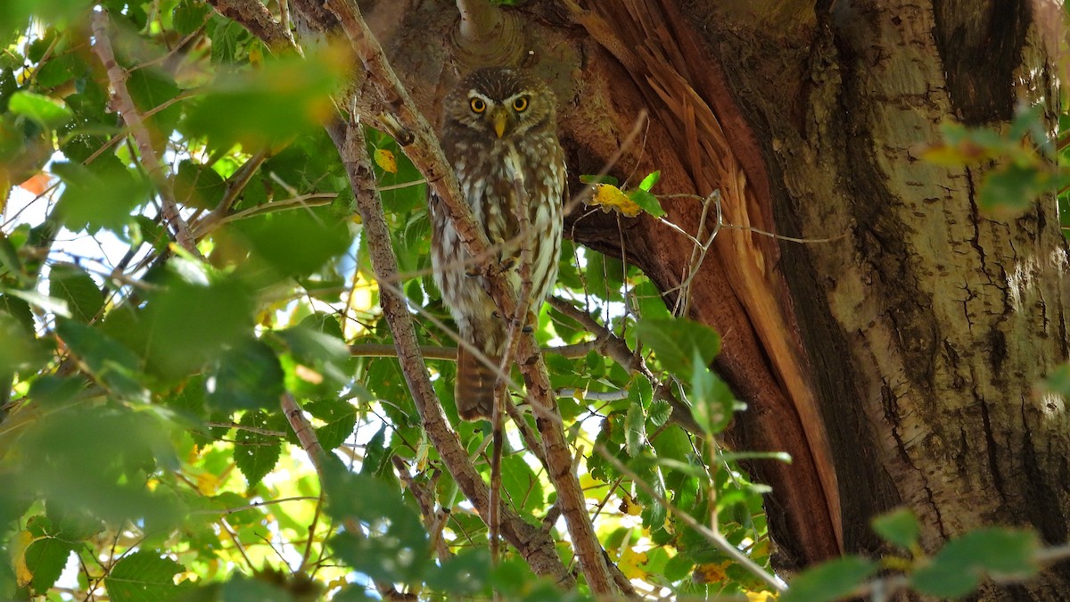 Ferruginous Pygmy-Owl - Hugo Valderrey
