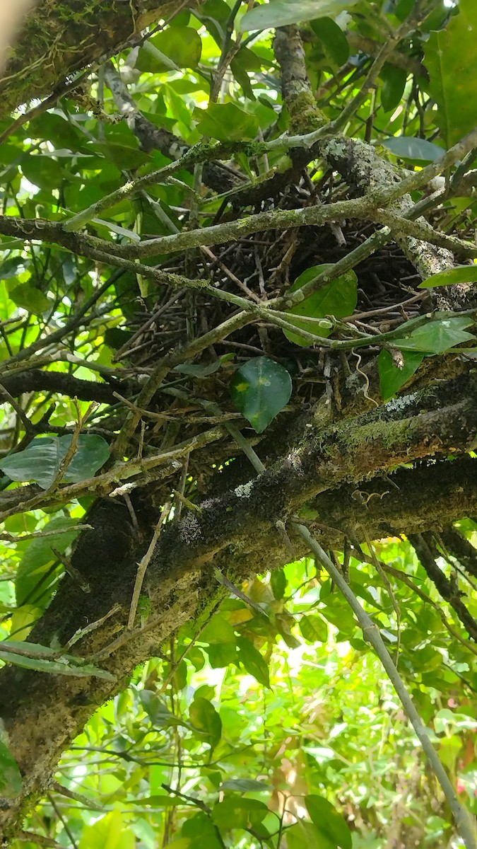 Pinto's Spinetail - ML562290691