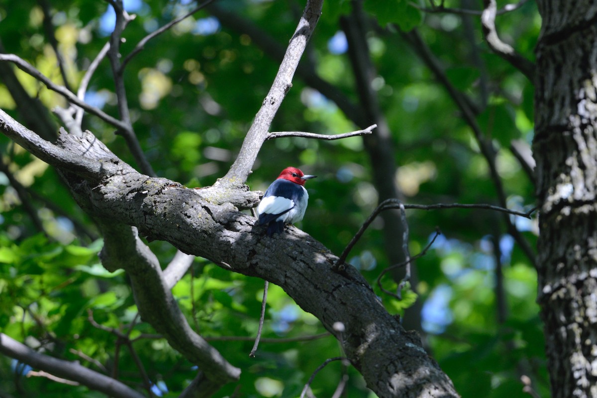 Red-headed Woodpecker - ML562291501