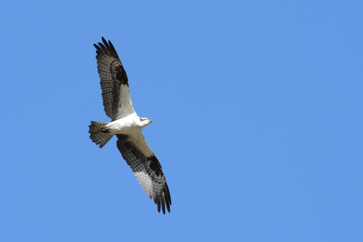 Osprey - Taylor Abbott