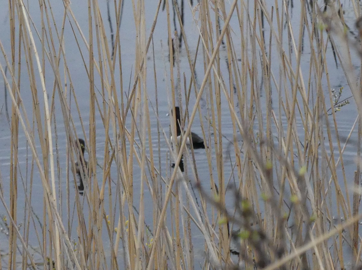 Ring-necked Duck - Georges Lachaîne