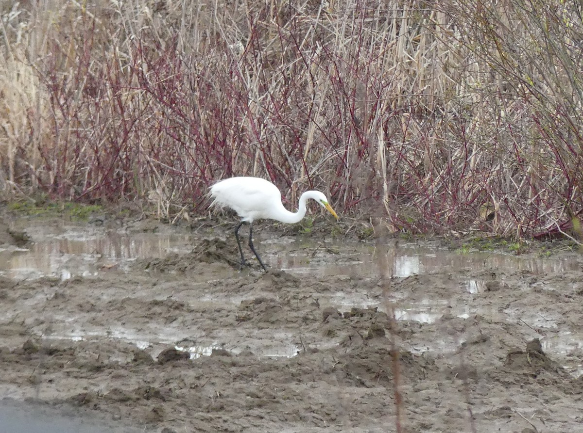 volavka bílá - ML562293861