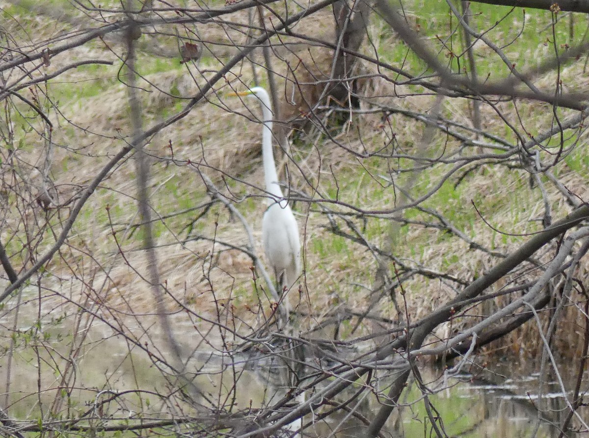 Great Egret - Georges Lachaîne