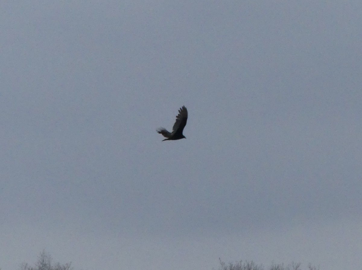 Turkey Vulture - ML562293941