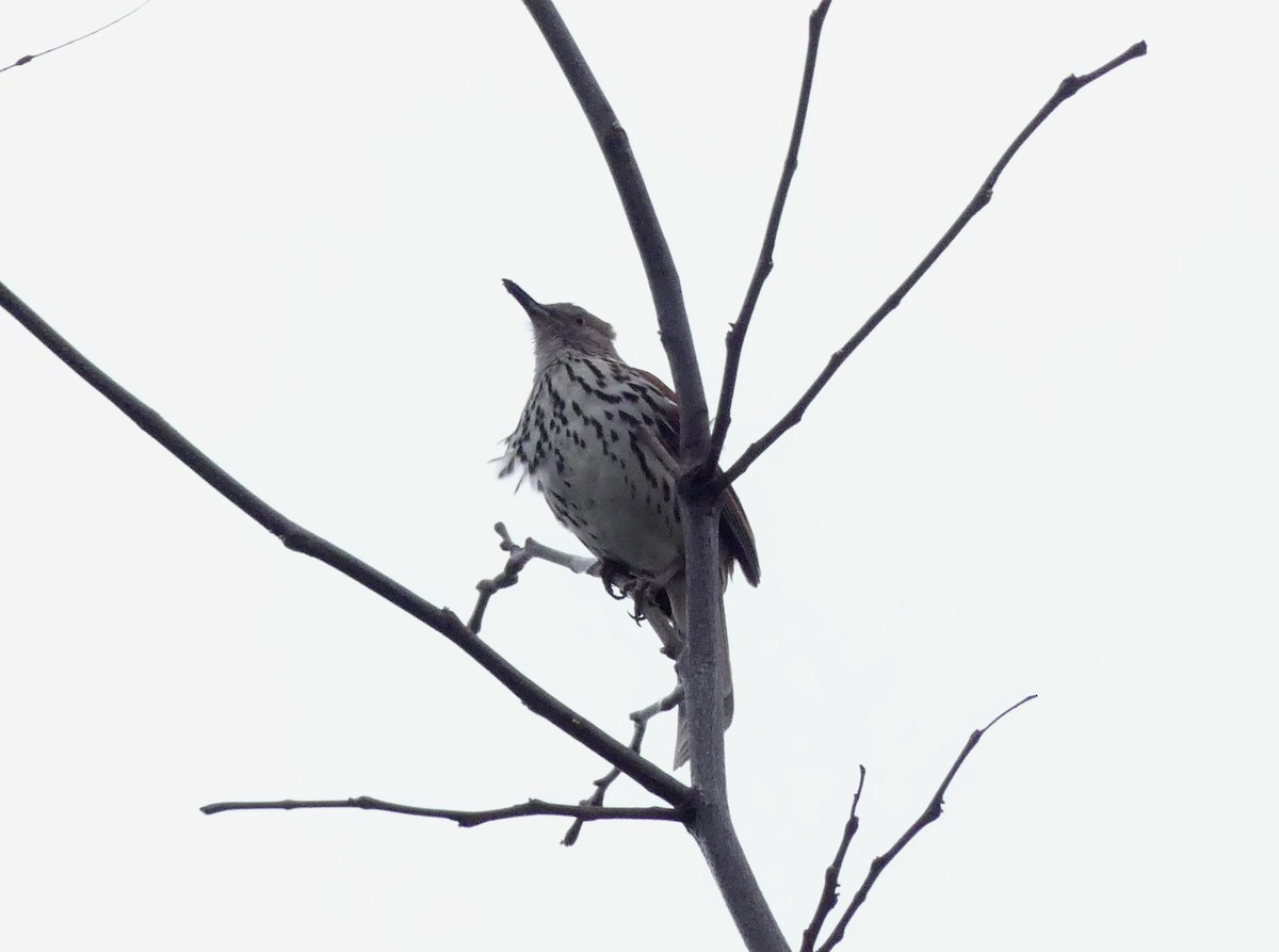 Brown Thrasher - ML562294011