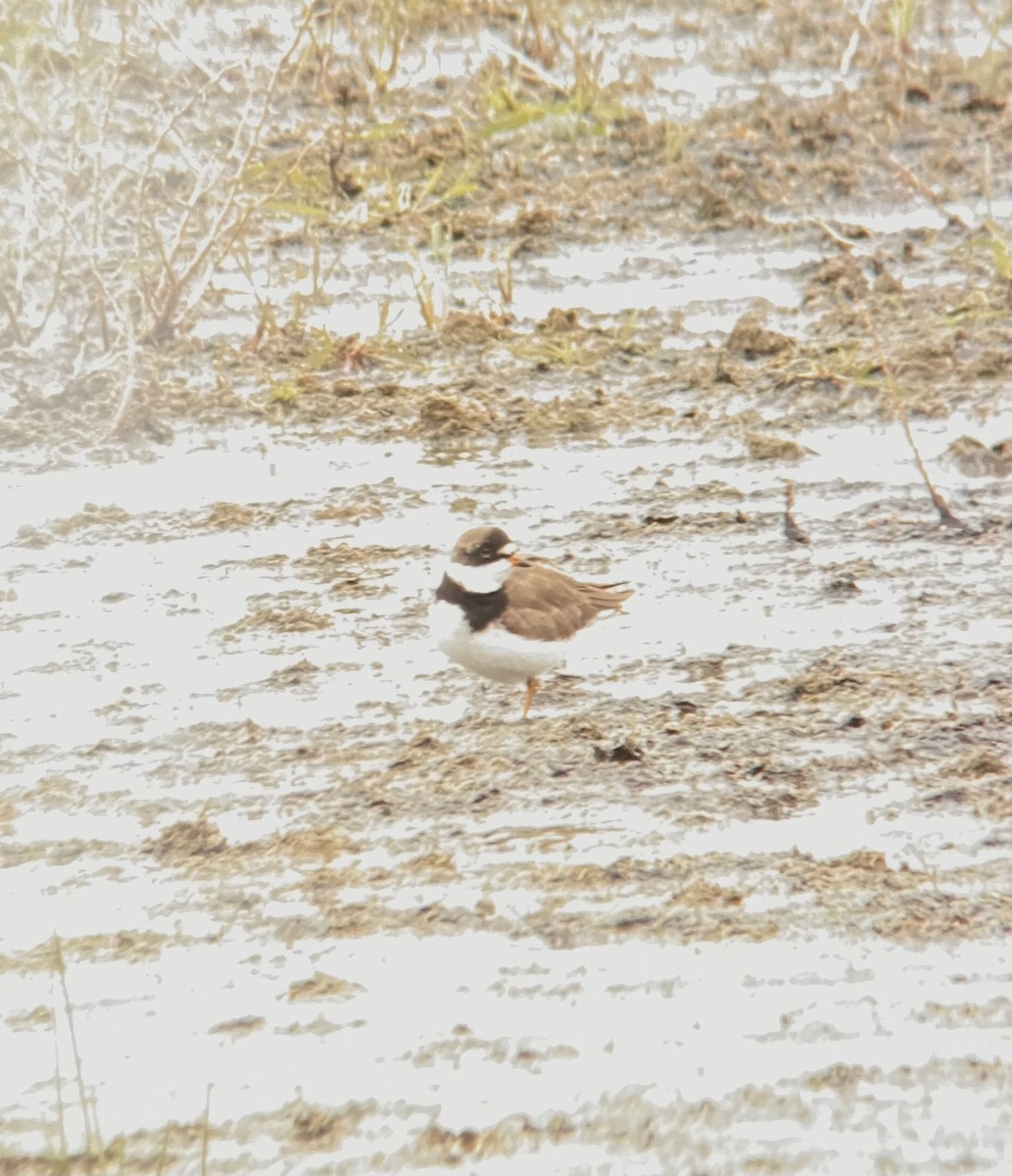 Semipalmated Plover - ML562294591
