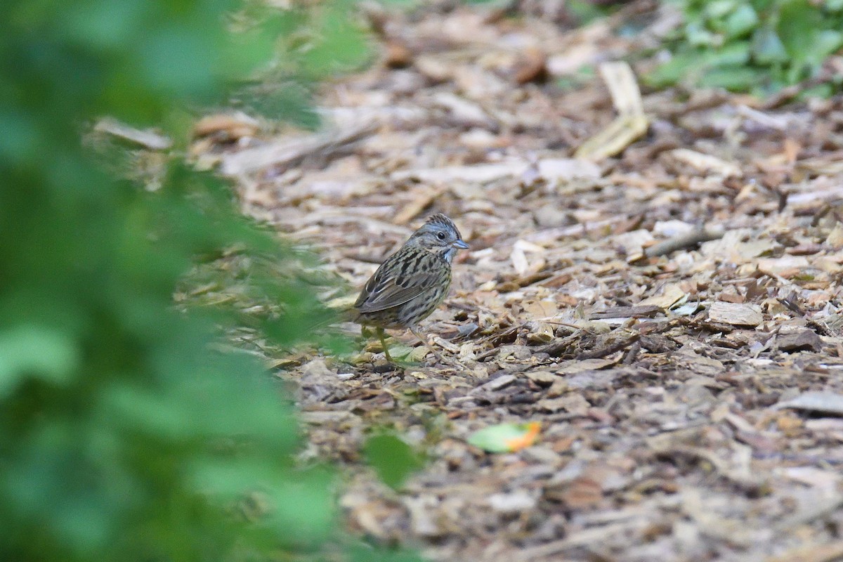 Lincoln's Sparrow - ML562295051