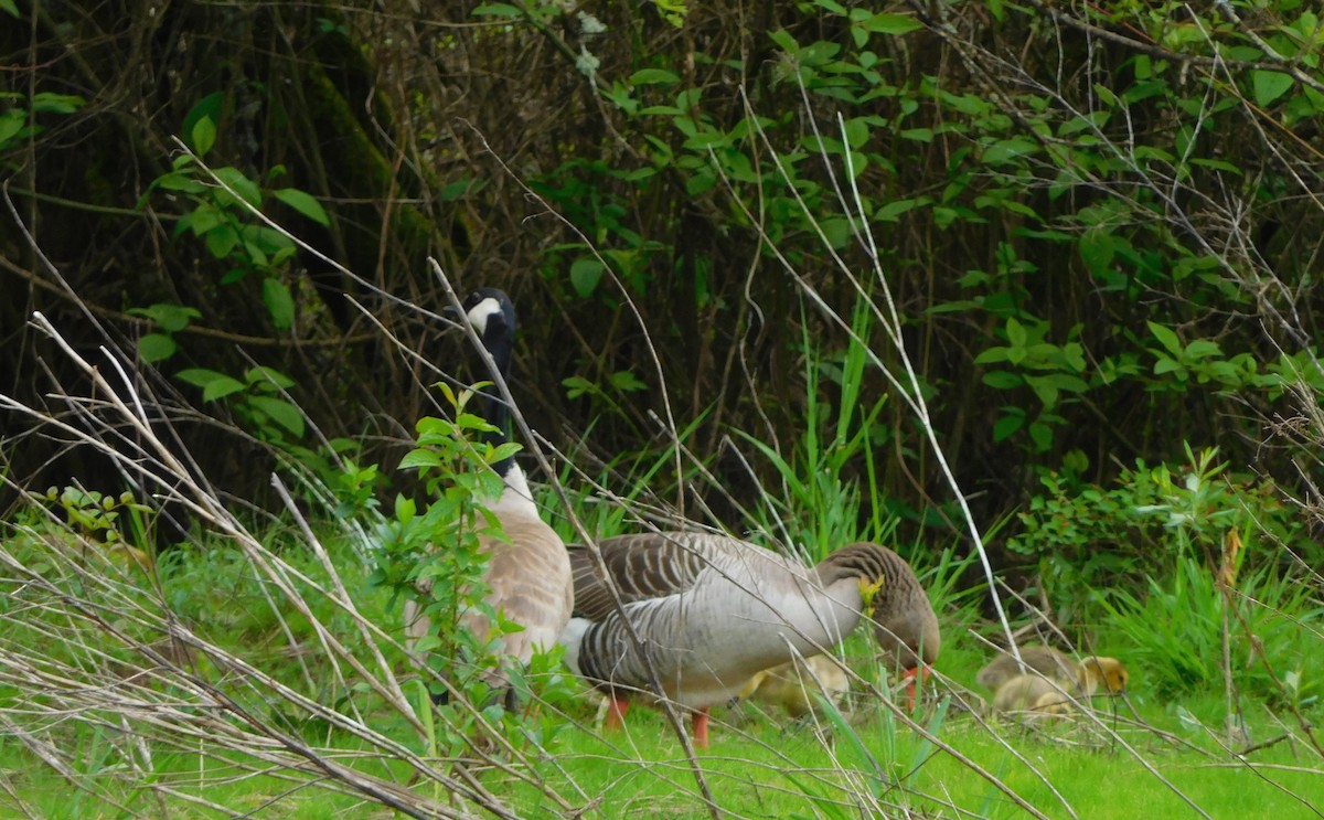 Graylag Goose (Domestic type) - ML56229511