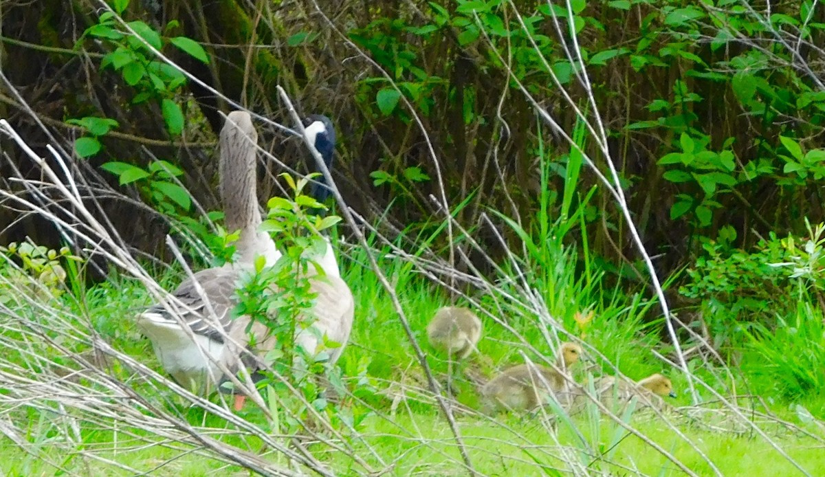 Graylag Goose (Domestic type) - ML56229571