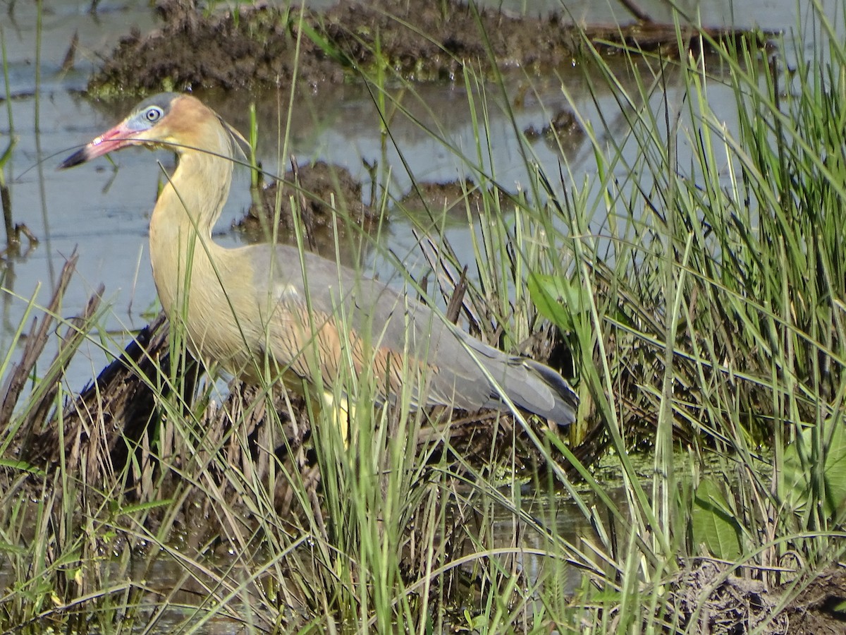 Whistling Heron - ML562295831