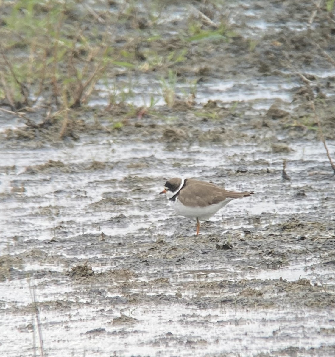 Semipalmated Plover - ML562296201