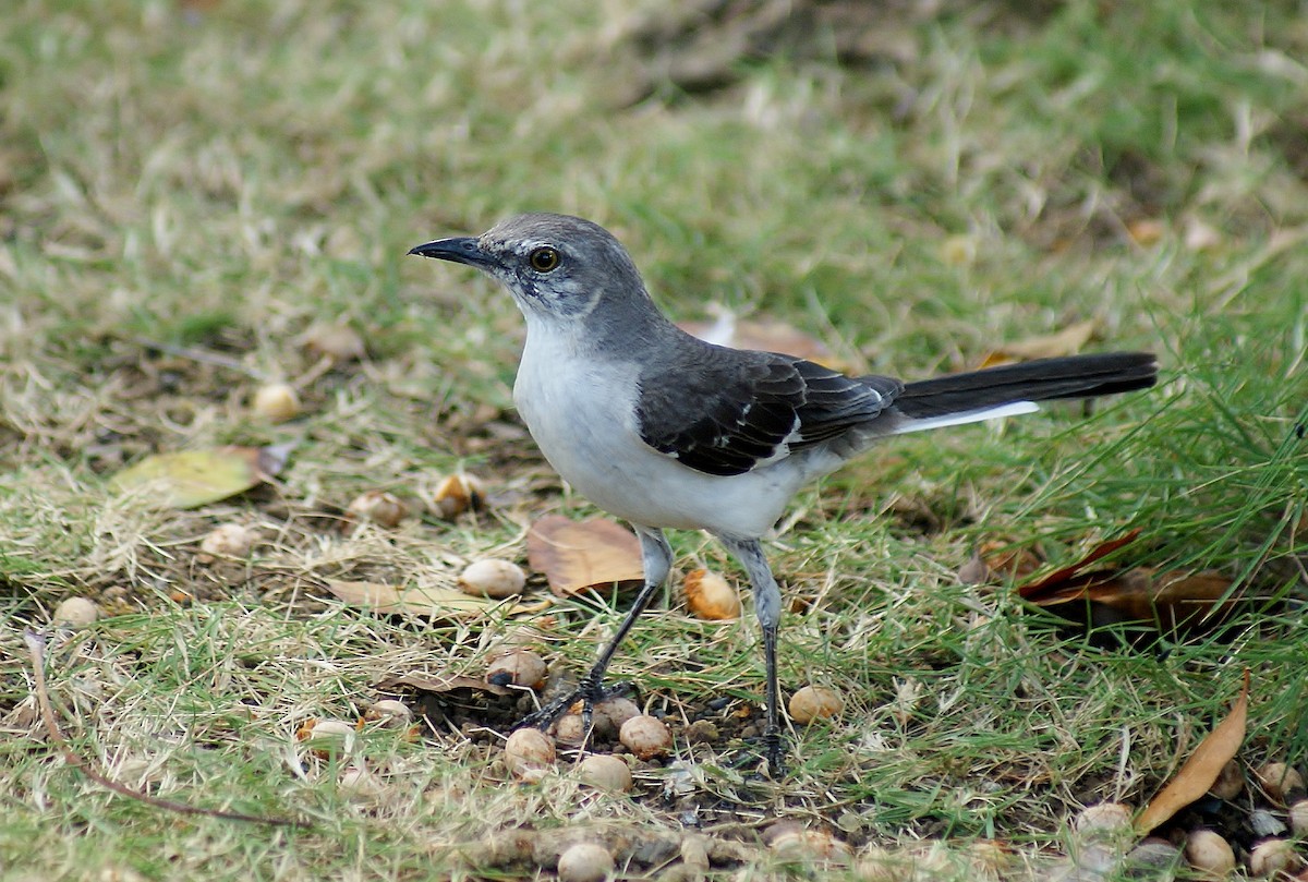 Northern Mockingbird - ML562296901