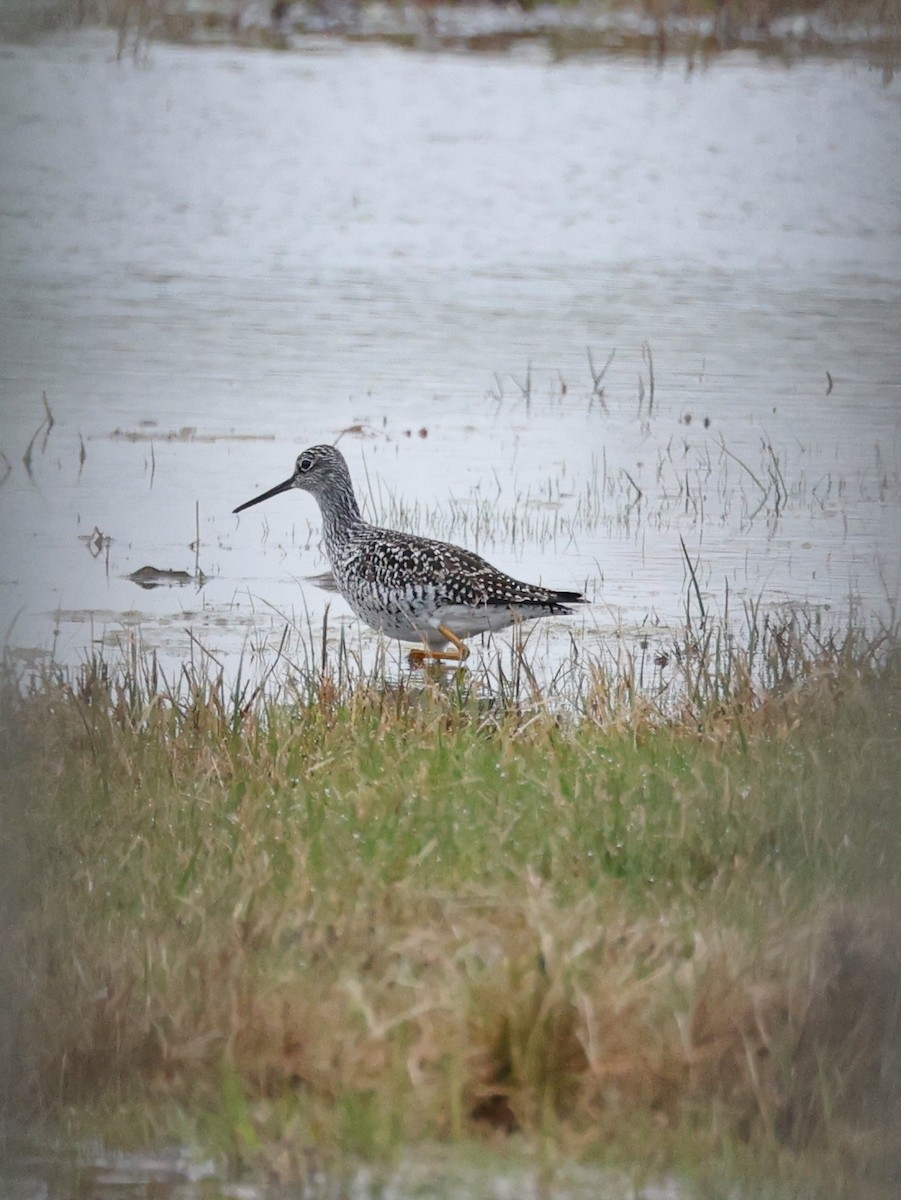 Greater Yellowlegs - Denis Tétreault