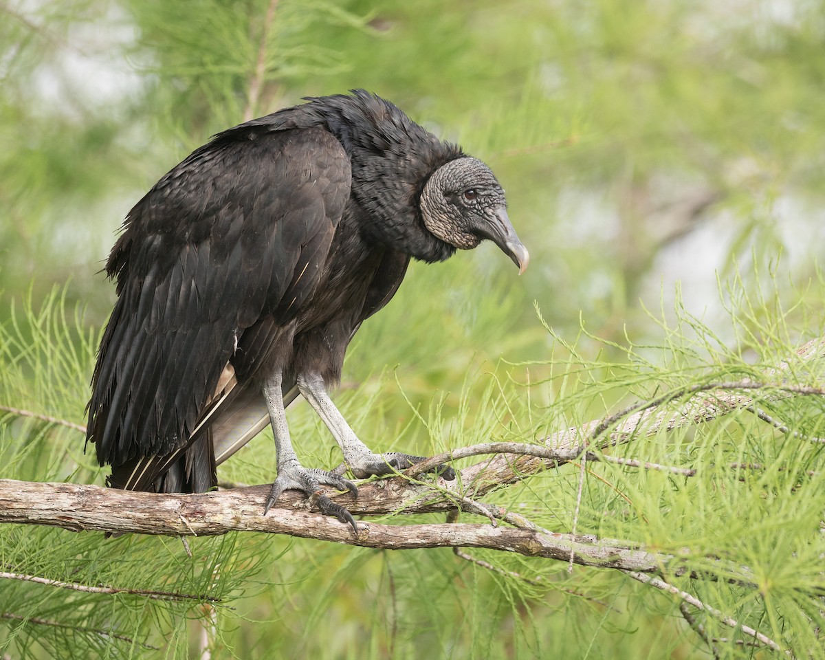 Black Vulture - Darren Clark