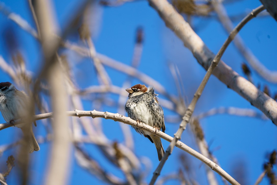 Spanish Sparrow - ML562299021