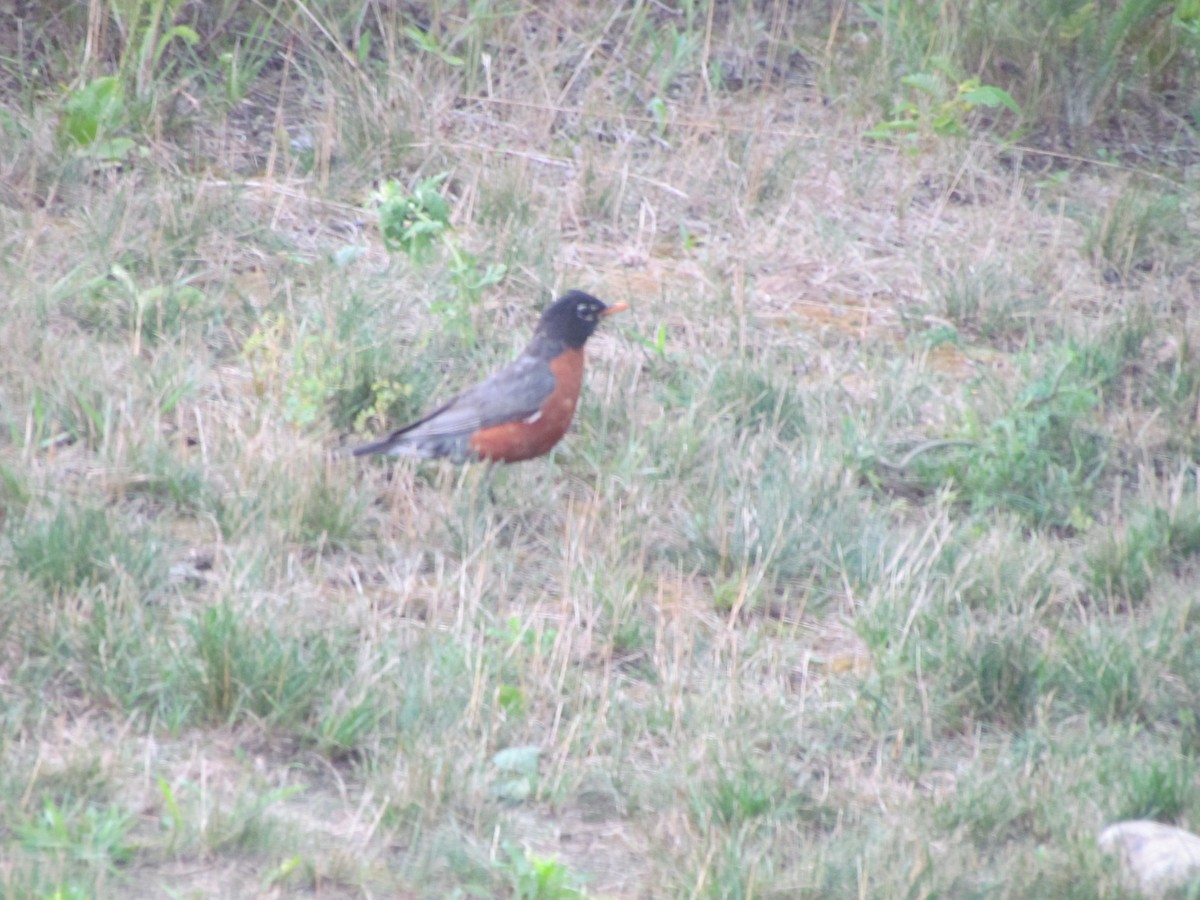 American Robin - Bryce Timmer