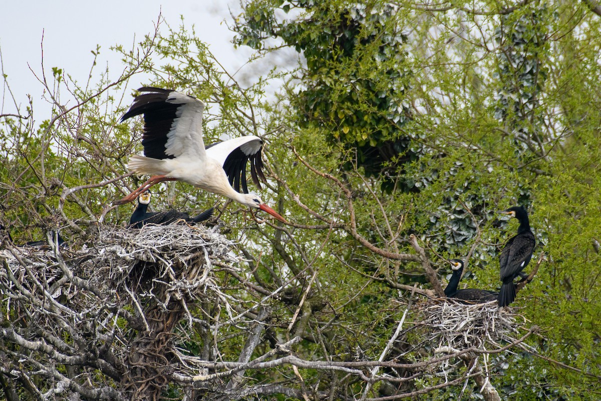 White Stork - ML562299921