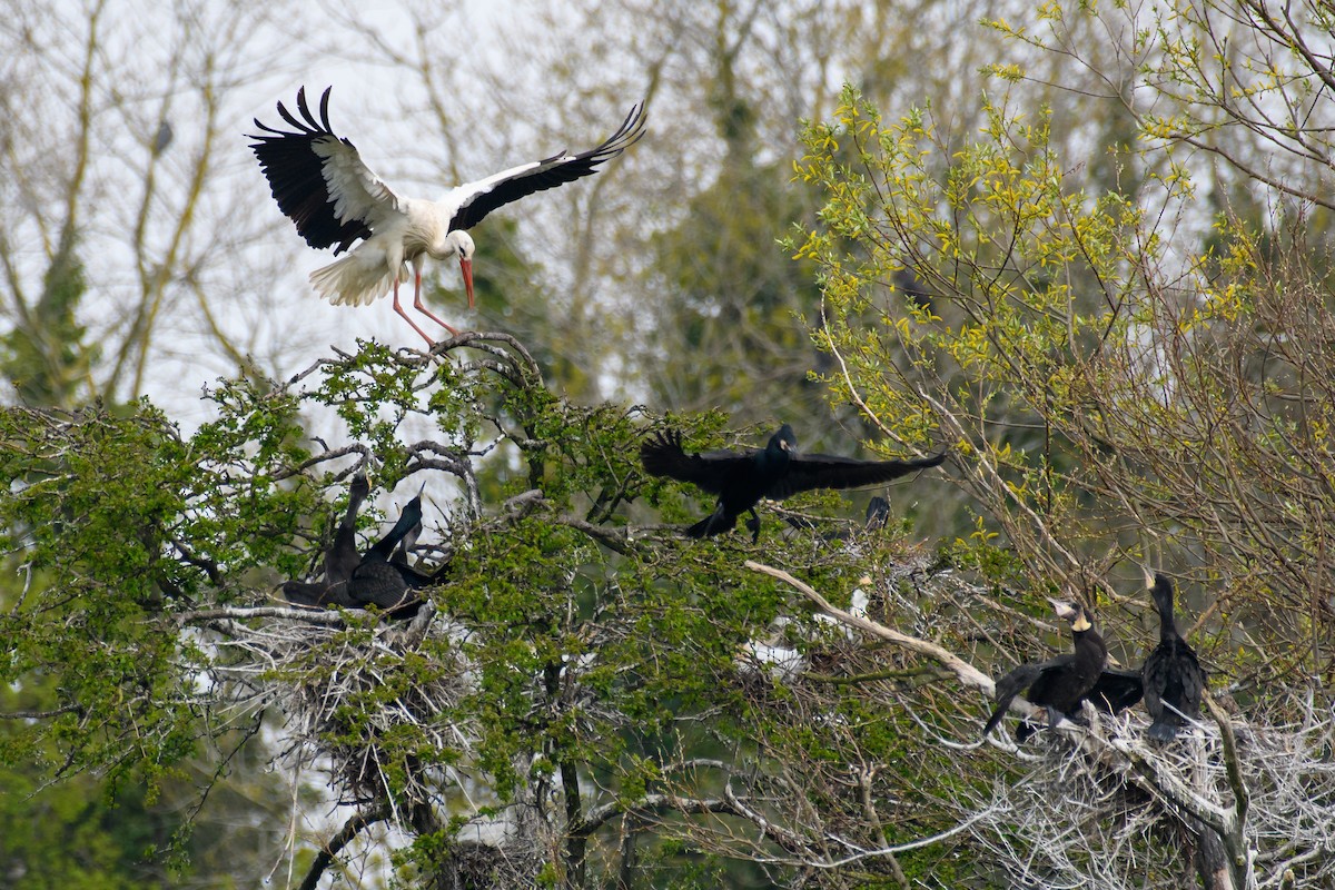 White Stork - ML562299931