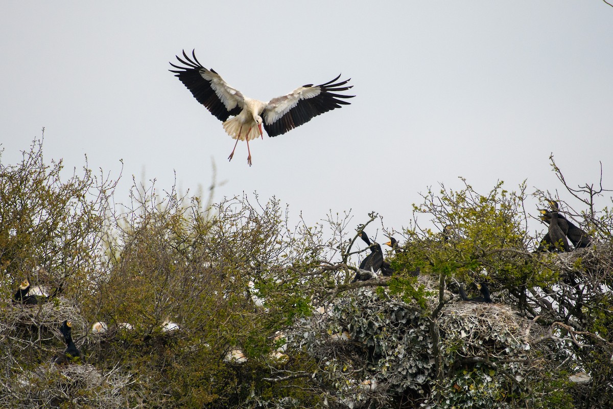 White Stork - ML562299941