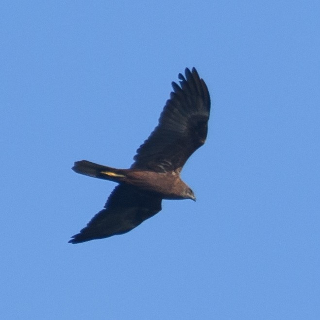 Western Marsh Harrier - Cyril Duran