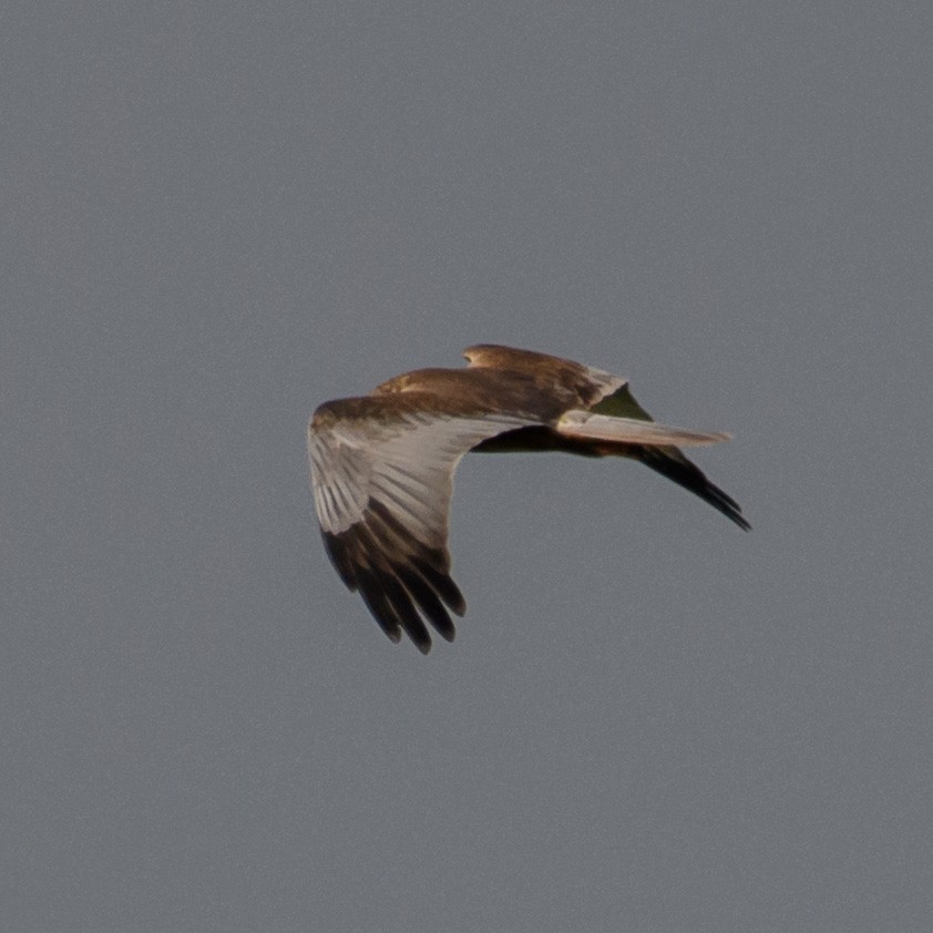 Western Marsh Harrier - ML562300041