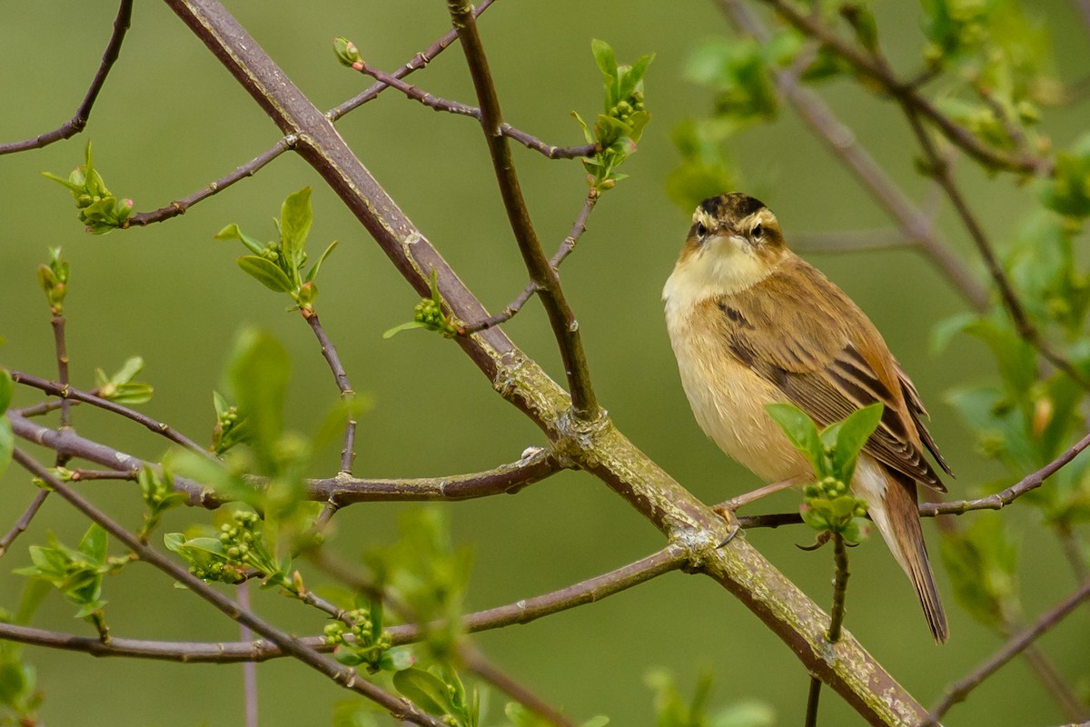 Sedge Warbler - ML562300121