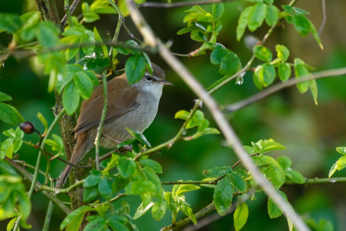 Cetti's Warbler - ML562300231