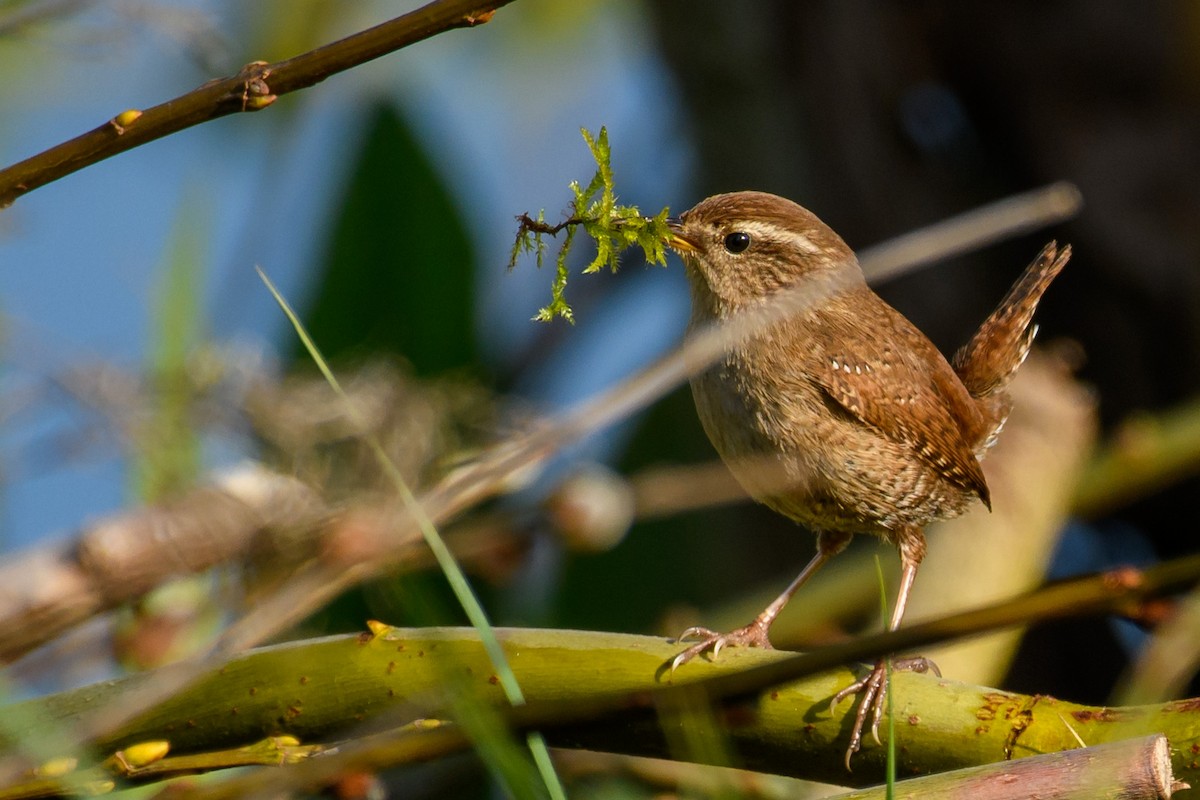 Eurasian Wren - ML562300731