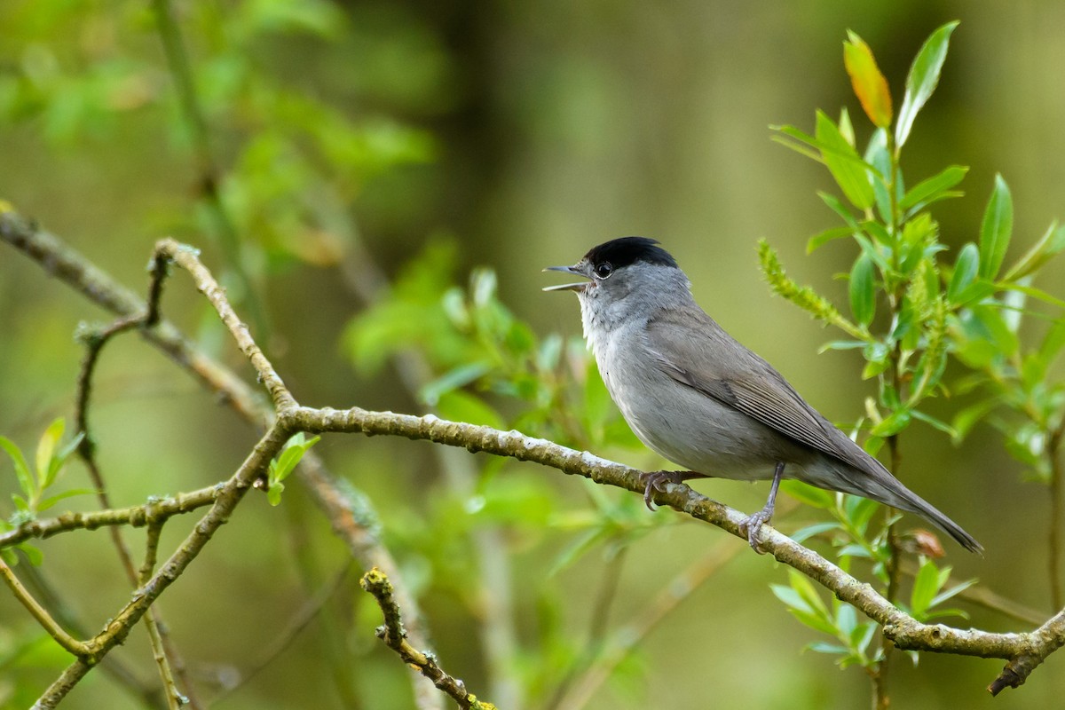 Eurasian Blackcap - ML562300861