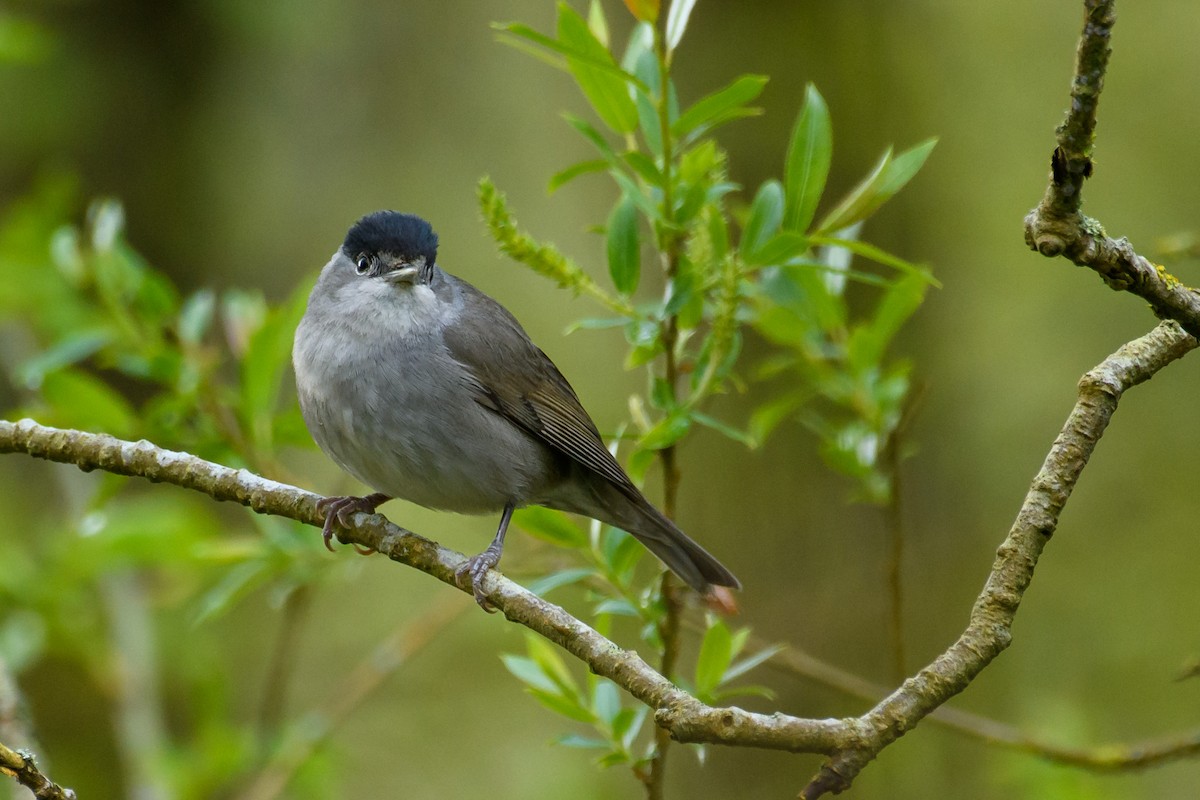 Eurasian Blackcap - ML562300871