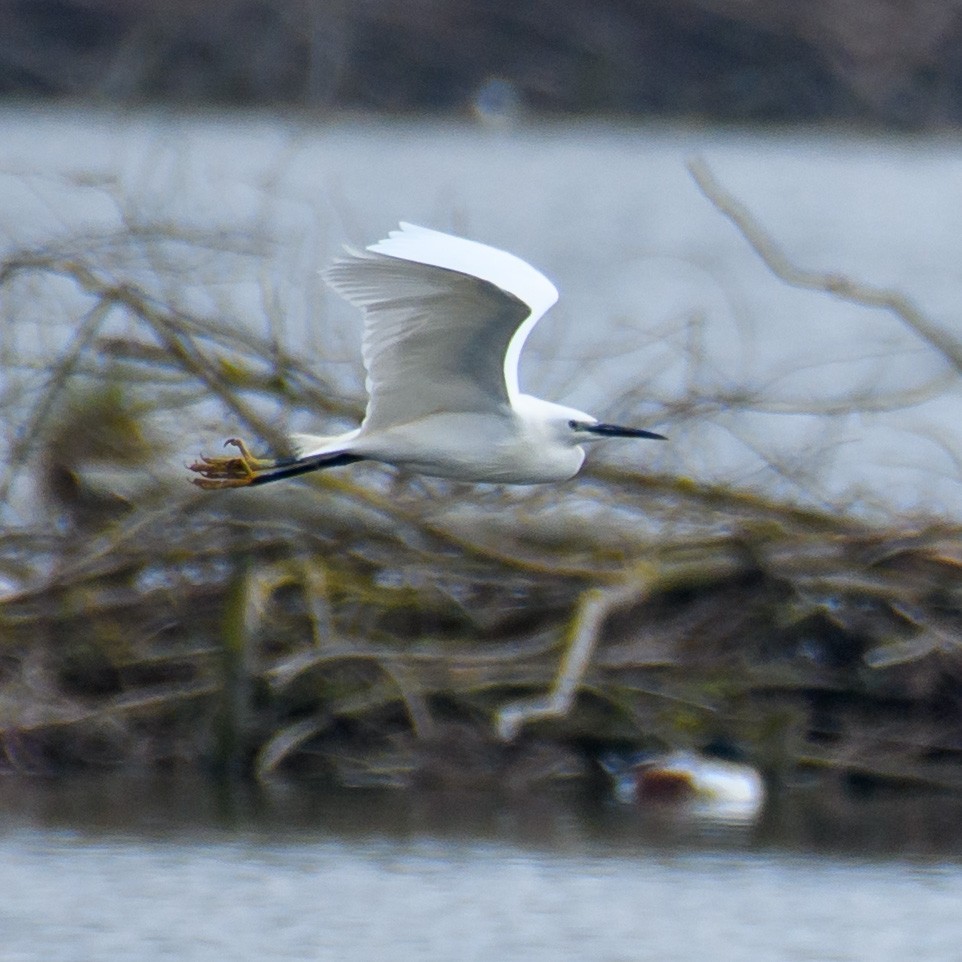 Little Egret - ML562301001