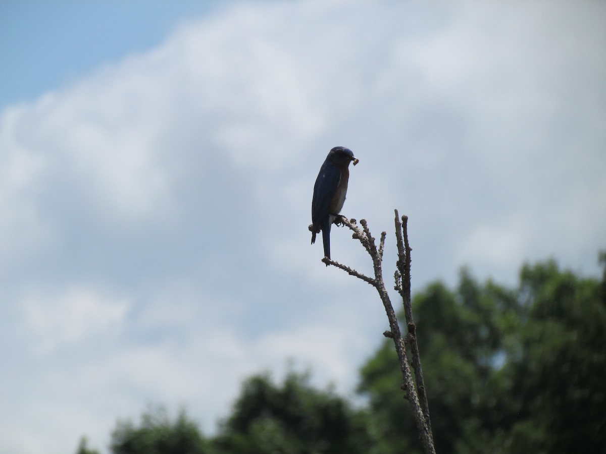 Eastern Bluebird - ML562301201