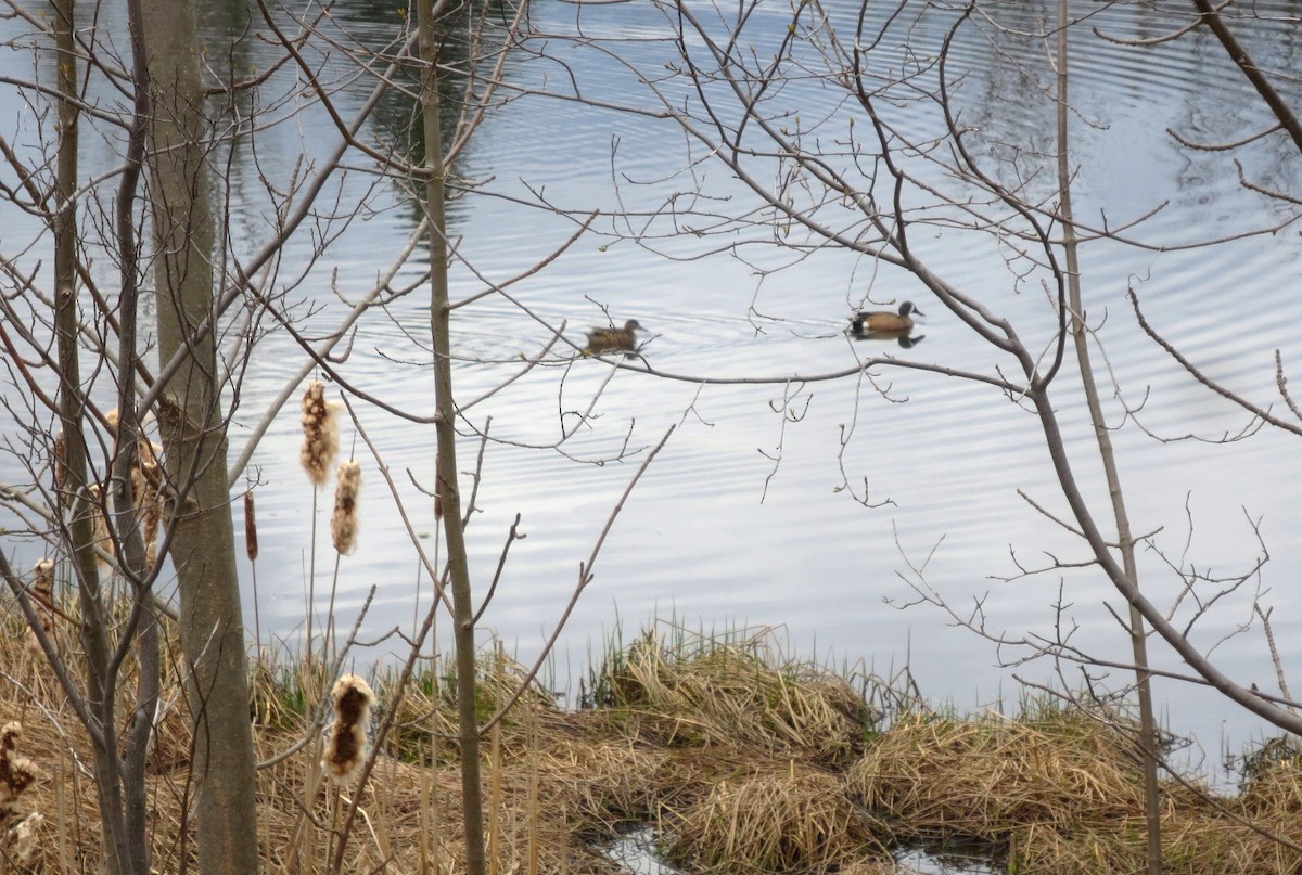 Blue-winged Teal - ML562301271